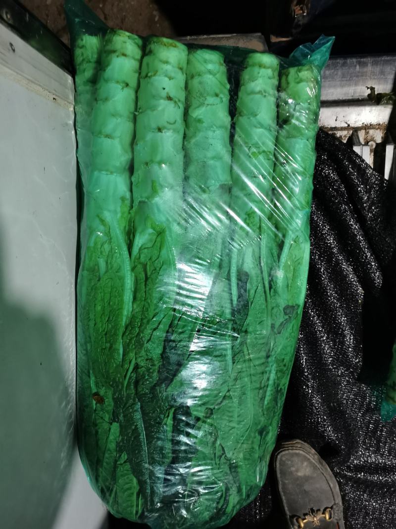 袋装的飞桥一号红尖叶香莴笋