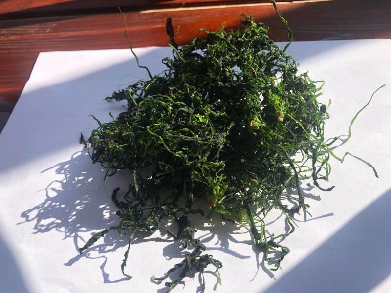 2020年新荠菜干整棵