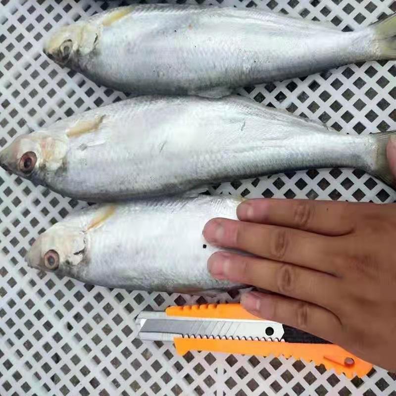 白磷鱼又叫大眼鱼一箱17斤