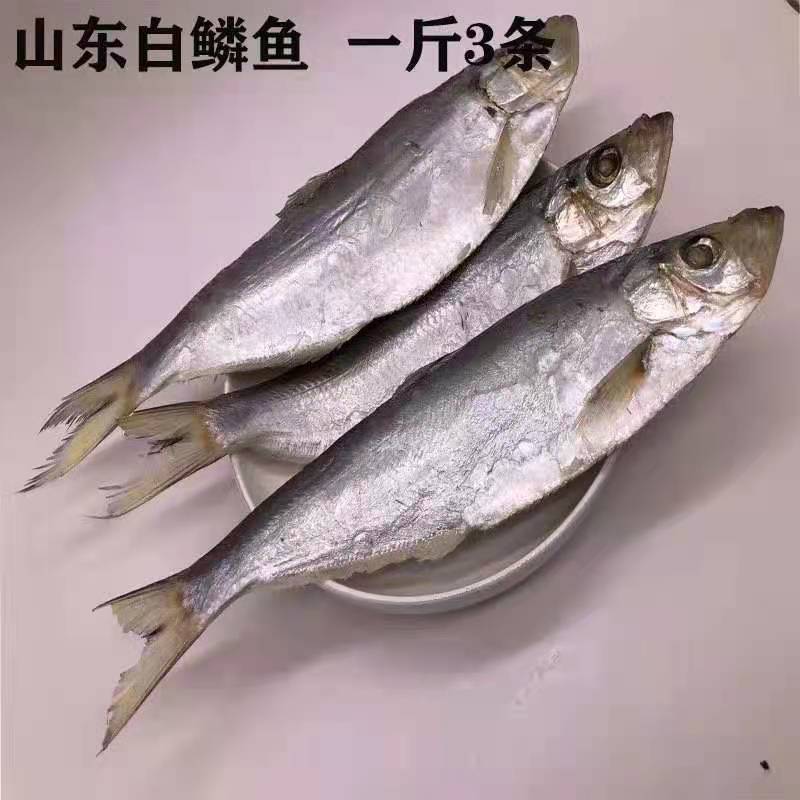 白磷鱼又叫大眼鱼一箱17斤