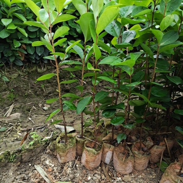 岑溪.软枝.油茶苗.