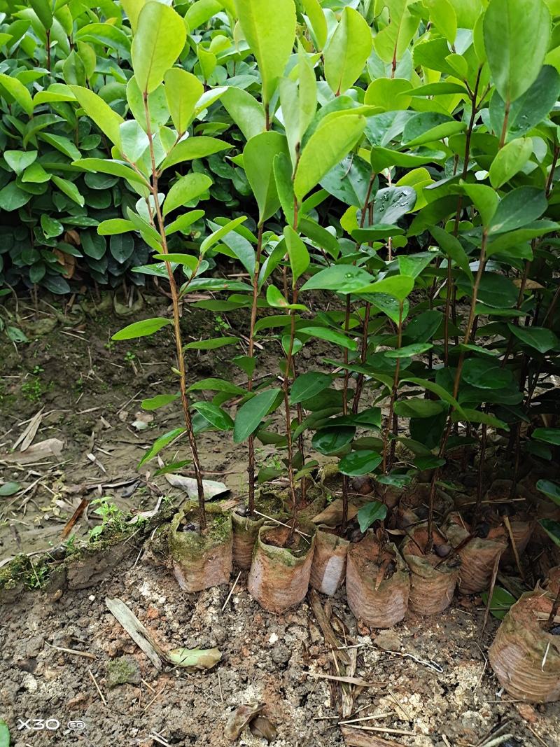 岑溪.软枝.油茶苗.