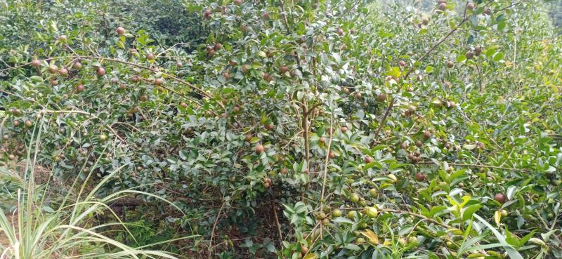 岑溪.软枝.油茶苗.