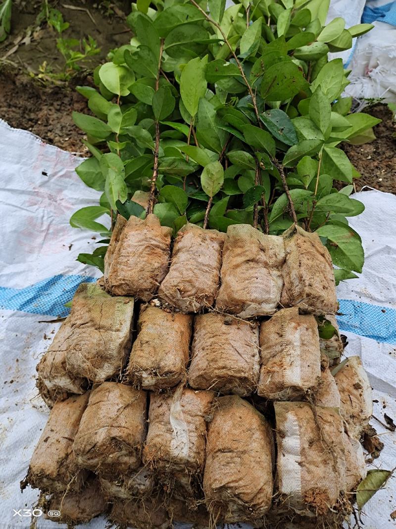 岑溪.软枝.油茶苗.