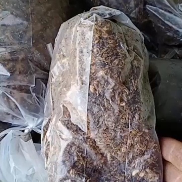 羊肚菌种西峡县科达菌种厂本厂提供羊肚菌种和羊肚菌种营养包