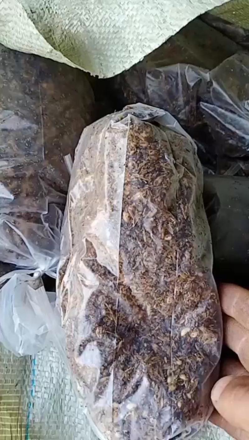 羊肚菌种西峡县科达菌种厂本厂提供羊肚菌种和羊肚菌种营养包
