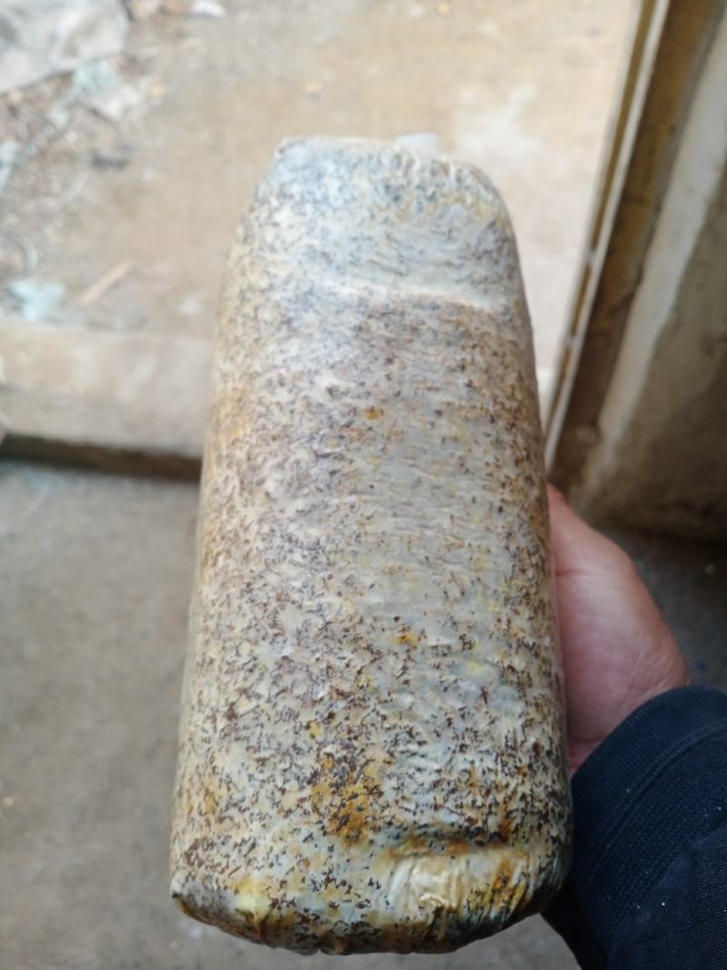 羊肚菌种西峡县科达菌种厂本厂提供羊肚菌种和羊肚菌种营养包