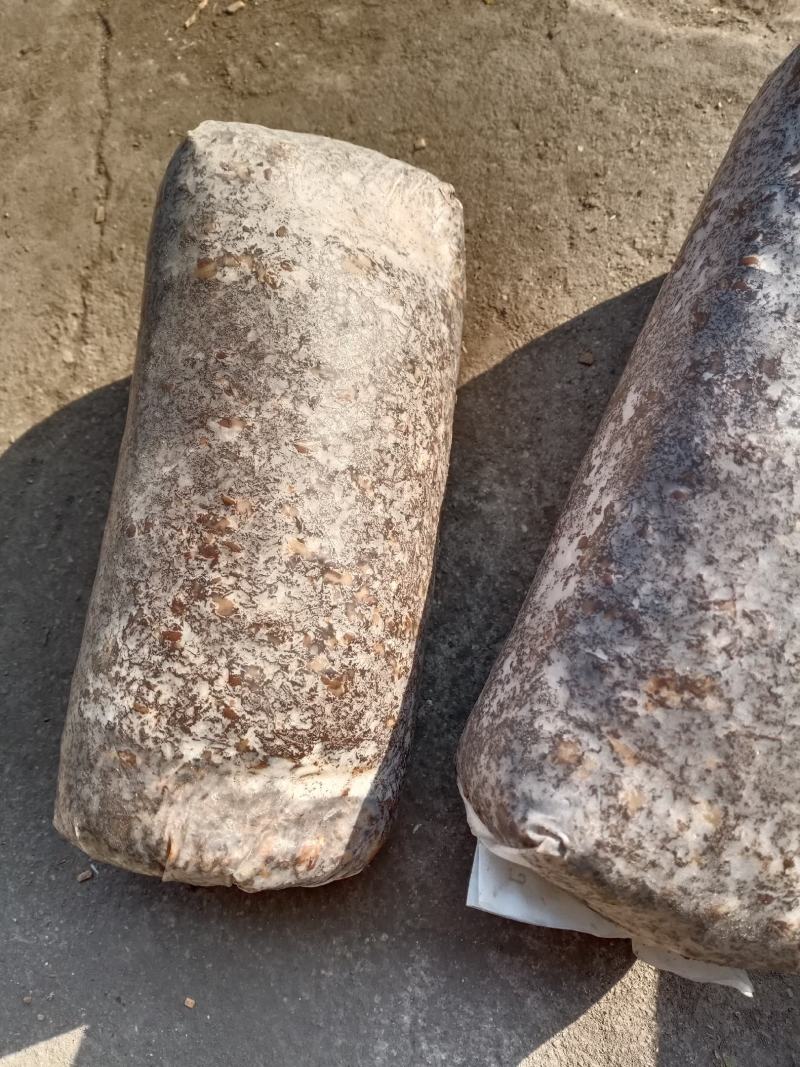 羊肚菌种西峡县科达菌种厂本厂提供羊肚菌种和羊肚菌种营养包