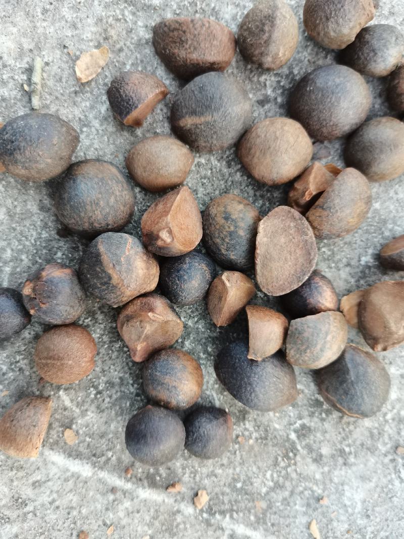 优质油茶籽，太阳晒干，可以直接榨油