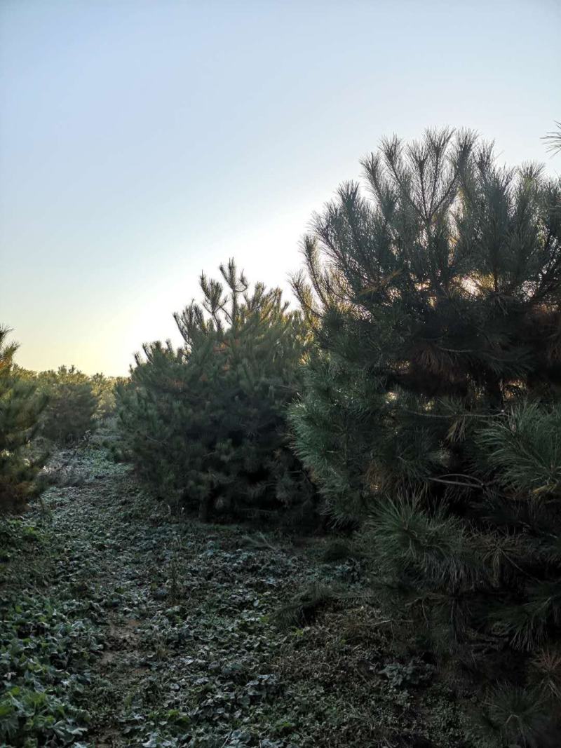 油松出售3到4米油松大量出售河北油松种植基地批发