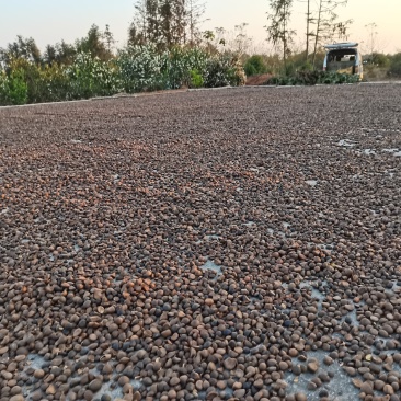 优质油茶籽，太阳晒干，可以直接榨油