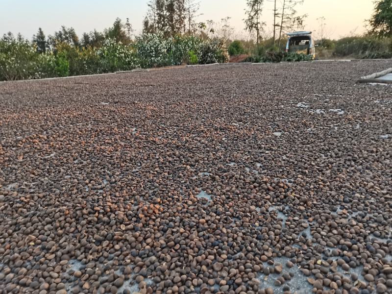 优质油茶籽，太阳晒干，可以直接榨油