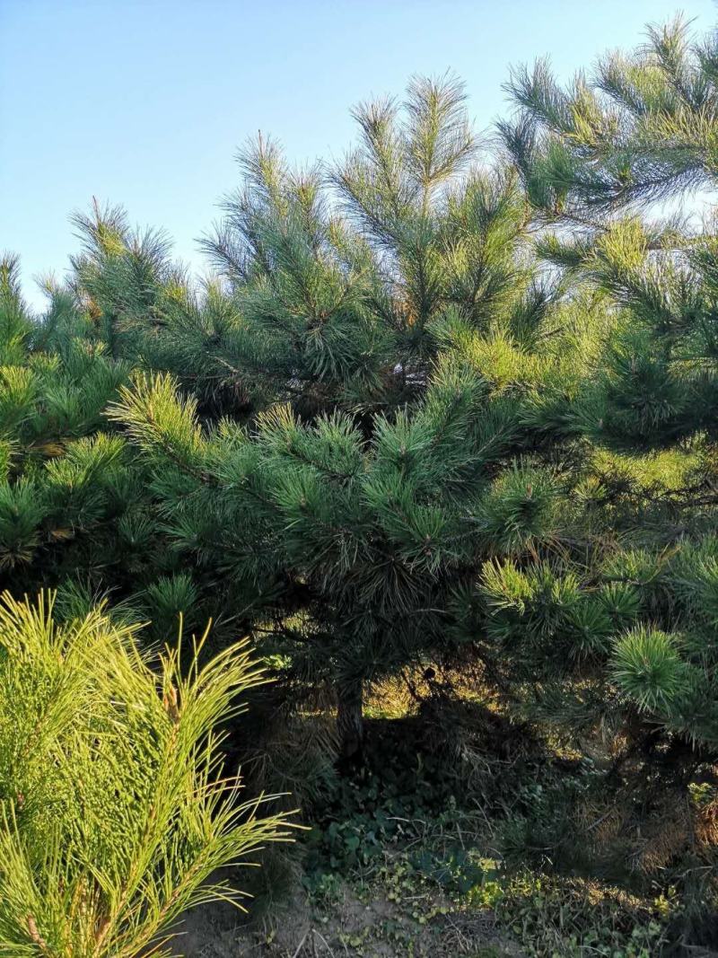 油松出售3到4米油松大量出售河北油松种植基地批发