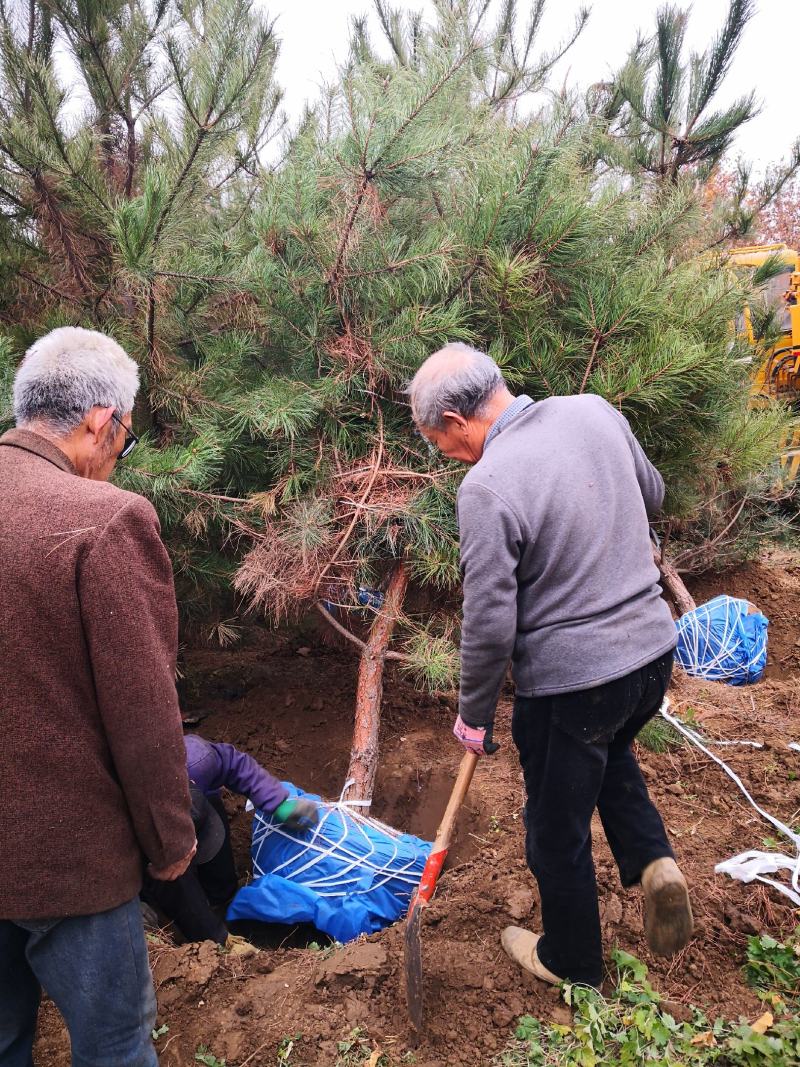 油松出售3到4米油松大量出售河北油松种植基地批发