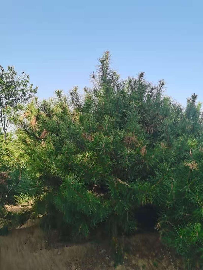 油松出售3到4米油松大量出售河北油松种植基地批发