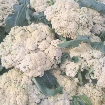 砀山各种花菜大量上市，质量好货源多，价格低，欢迎选购。