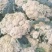 砀山各种花菜大量上市，质量好货源多，价格低，欢迎选购。