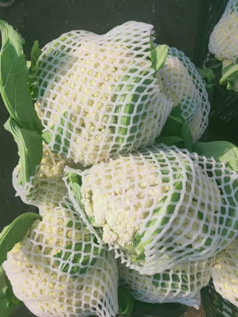 砀山各种花菜大量上市，质量好货源多，价格低，欢迎选购。
