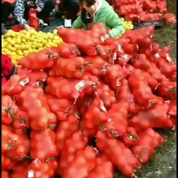 大量出售需要的可以联系价格不高欢迎新老顾客来电