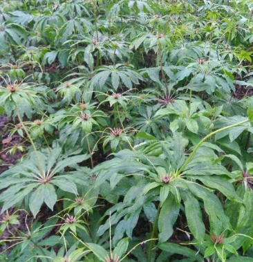 基地直销优质七叶一枝花种苗,云南滇重楼