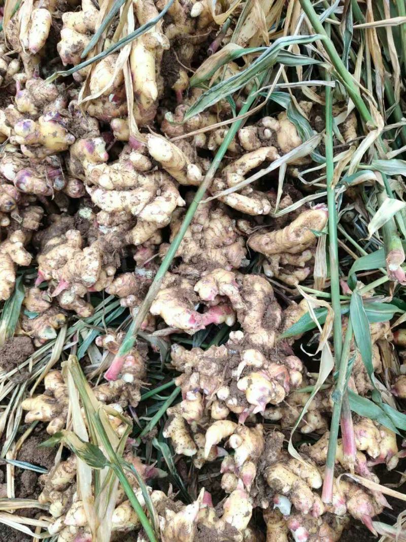 小黄姜二黄姜，市场货，工厂货