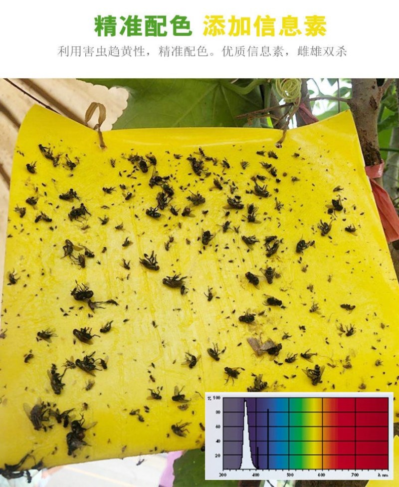 粘虫板果实蝇诱虫板粘虫球粘虫黄板诱捕器