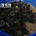 【黑狮头鹅苗】全年供应雷州优质正反季节鹅苗