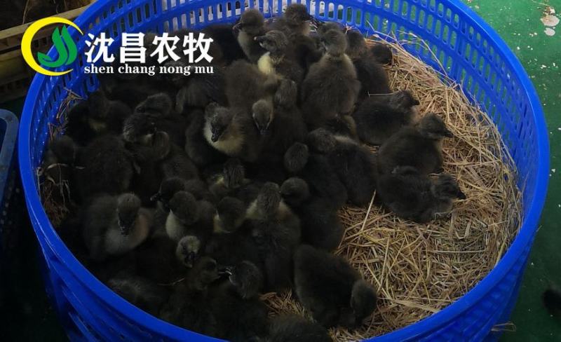 【黑狮头鹅苗】全年供应雷州优质正反季节鹅苗