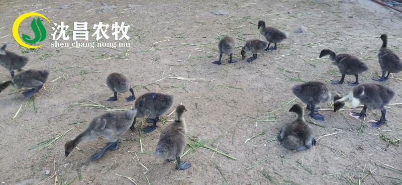 【黑狮头鹅苗】全年供应雷州优质正反季节鹅苗