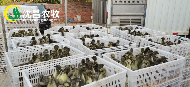 【黑狮头鹅苗】全年供应雷州优质正反季节鹅苗