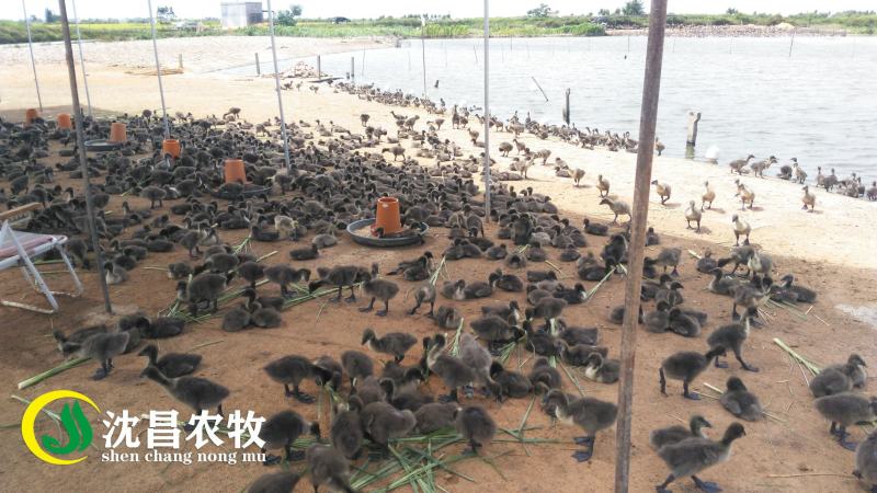 【黑狮头鹅苗】全年供应雷州优质正反季节鹅苗