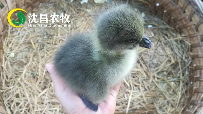 【黑狮头鹅苗】全年供应雷州优质正反季节鹅苗