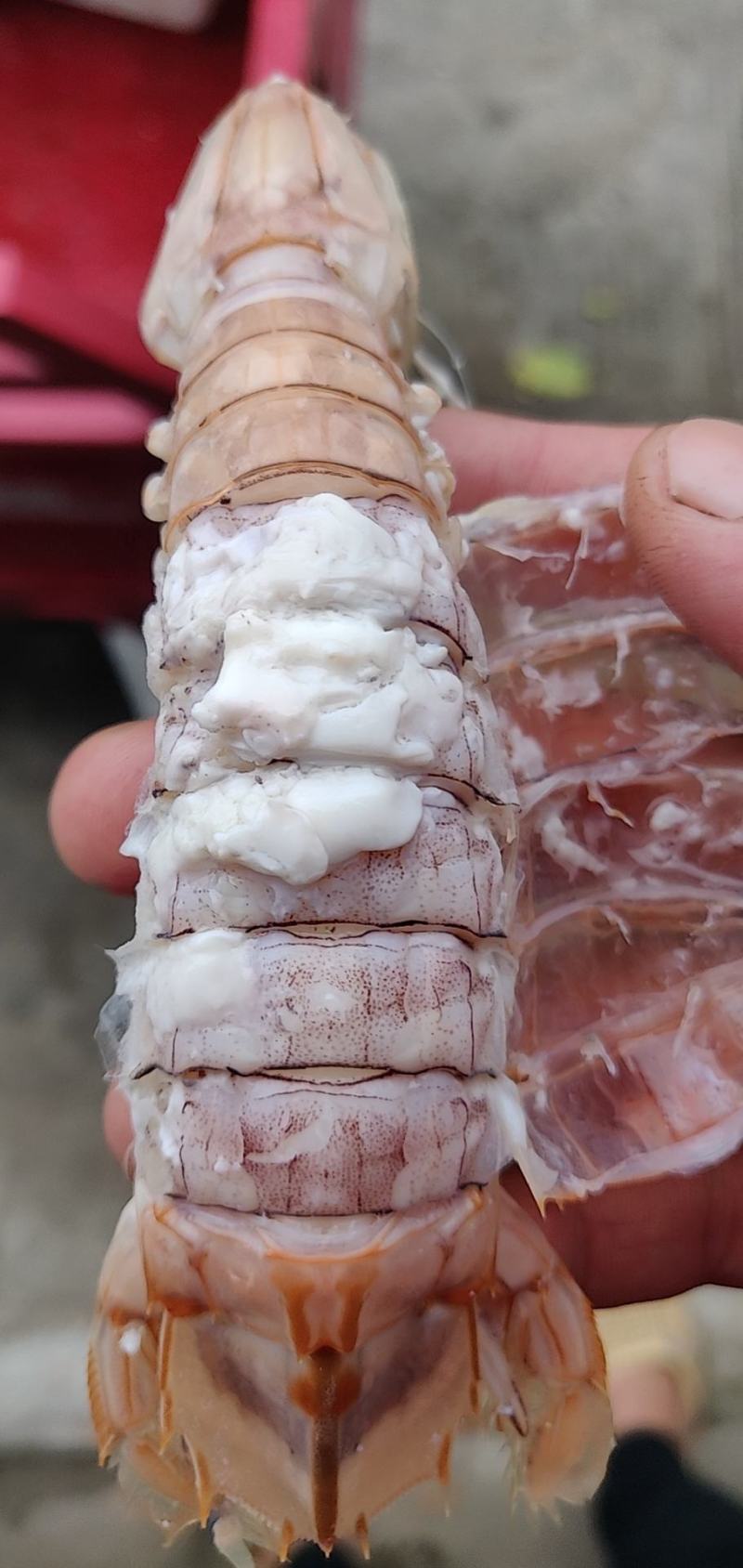 熟冻皮皮虾，活煮皮皮虾，适合自助餐，大拍档，夜宵摊，烧烤