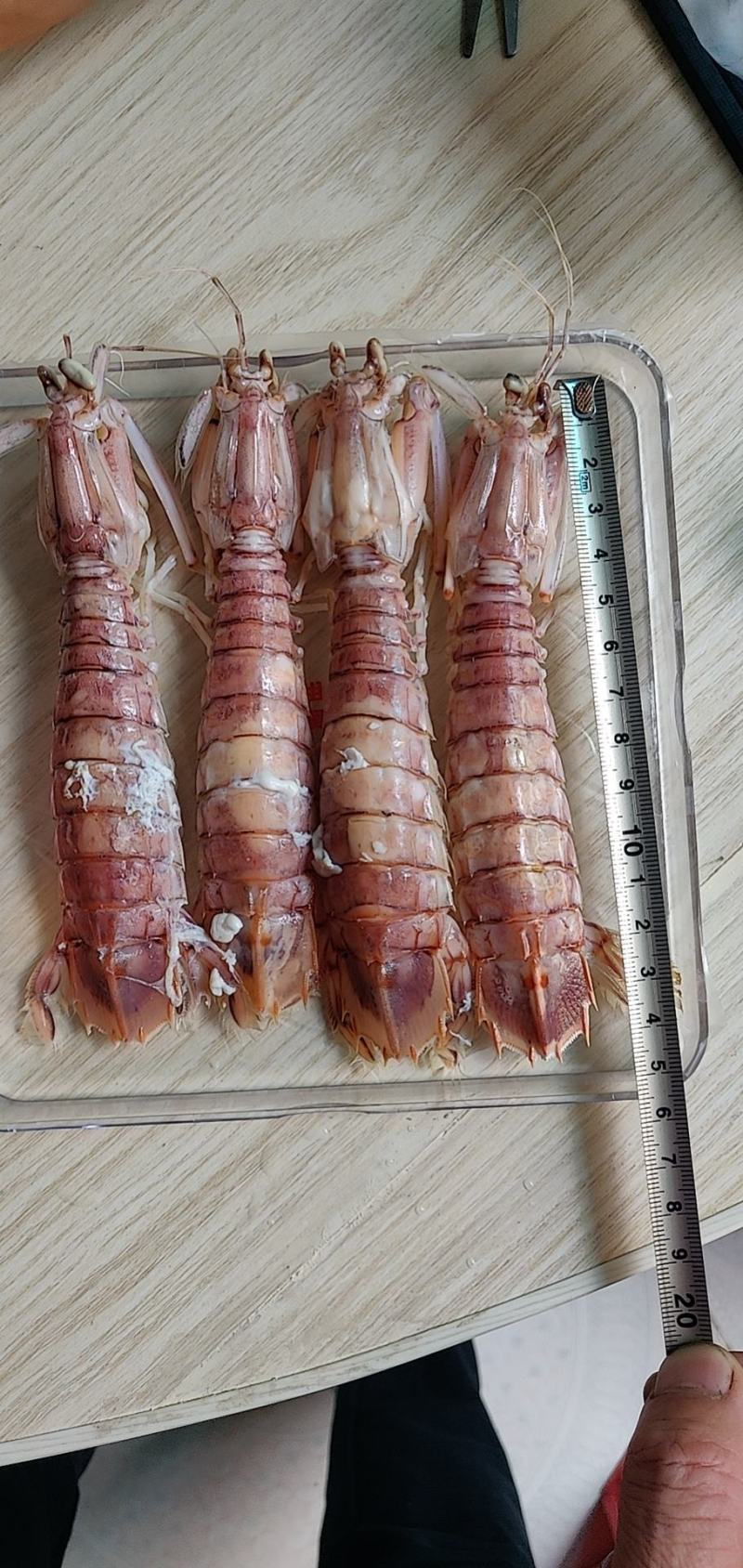 熟冻皮皮虾，活煮皮皮虾，适合自助餐，大拍档，夜宵摊，烧烤