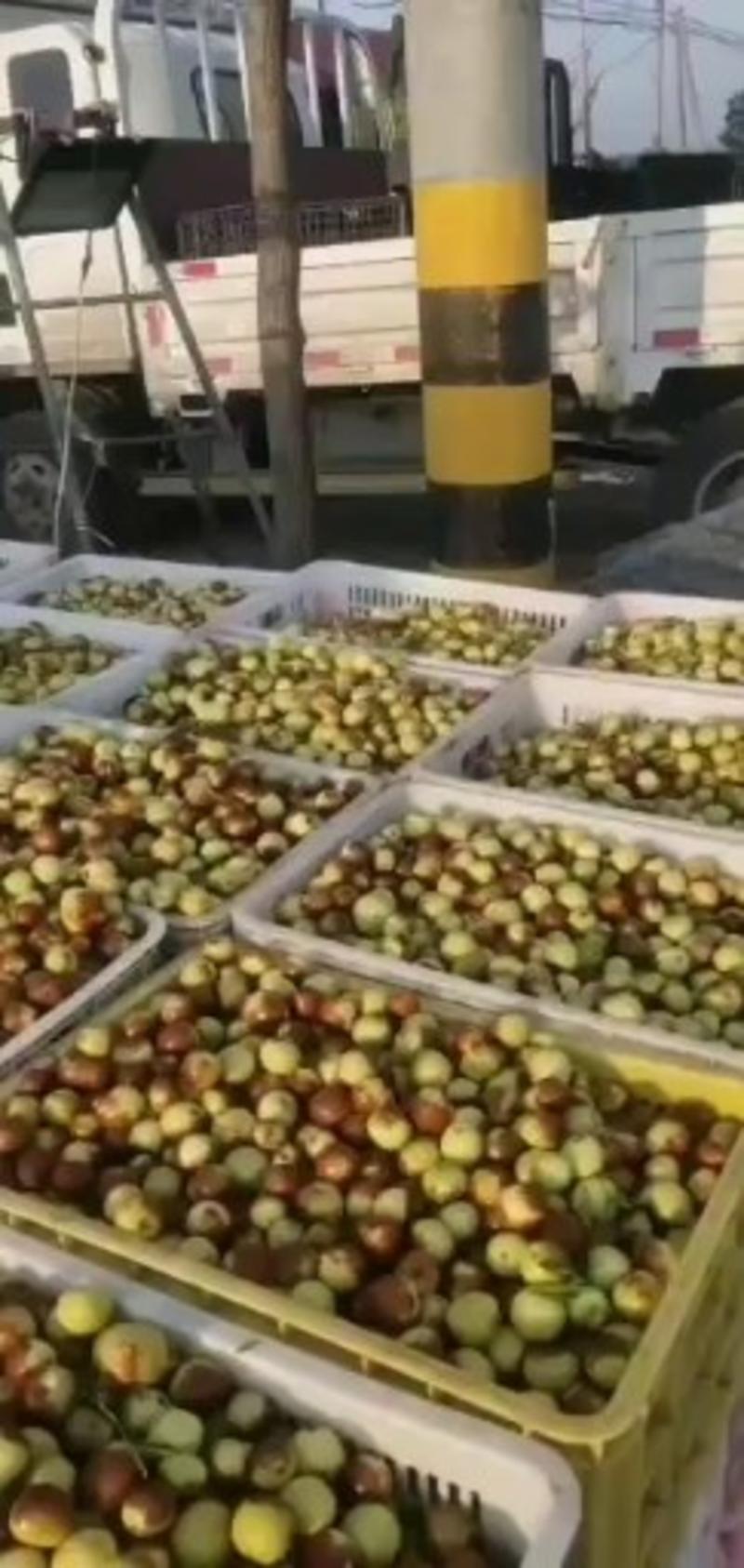 冬枣大量上市，批量零售，每件10公斤，100元每件。