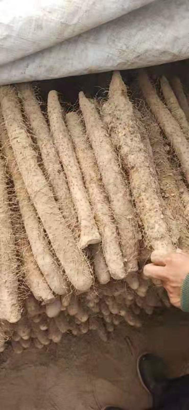 麻山药，条型均匀无裂痕，