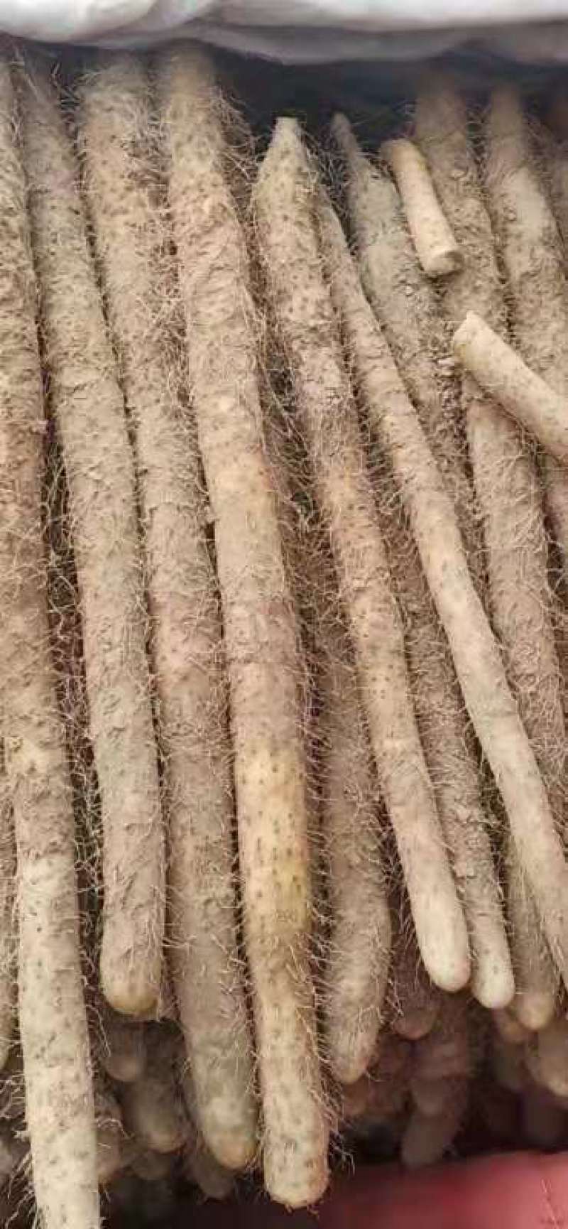 麻山药，条型均匀无裂痕，
