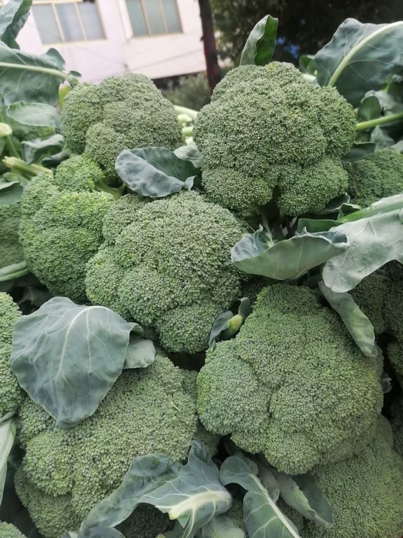 精品西蓝花，货源充足，颜色青绿，基地供应