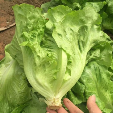 意大利生菜种子，耐热半结球，无苦味，净菜率高，商品性佳
