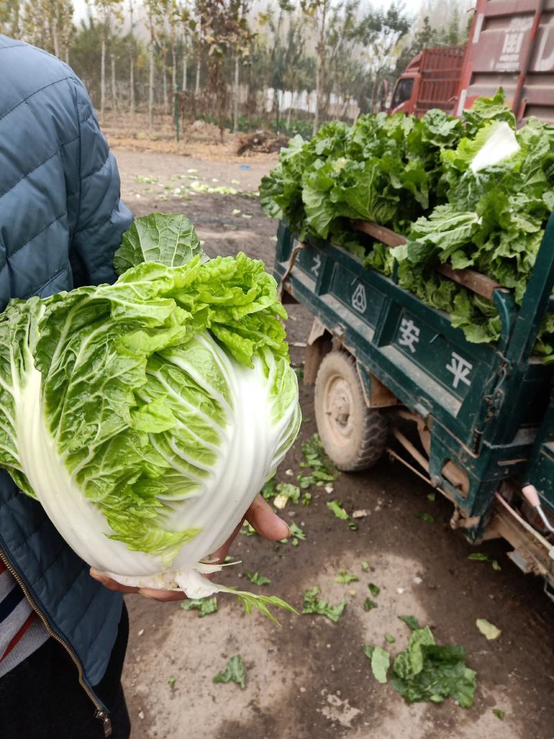 陆地白菜小棵大白菜净菜大量上市