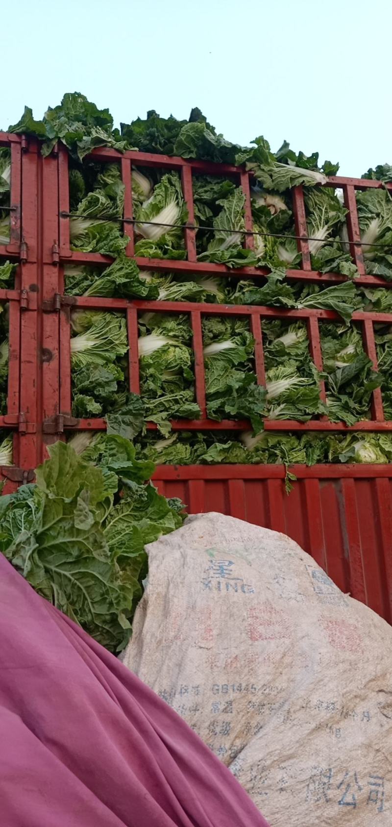 陆地白菜小棵大白菜净菜大量上市