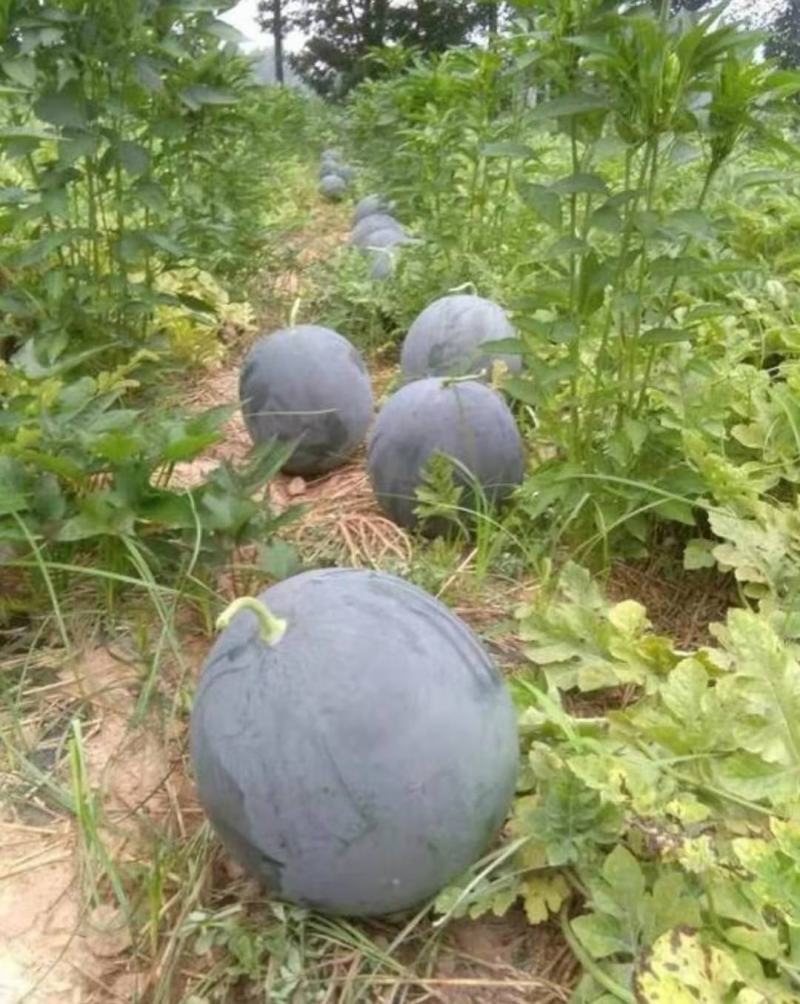 抗黑丽纯黑皮无籽红瓤西瓜种子蜡粉厚正圆型
