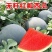 抗黑丽纯黑皮无籽红瓤西瓜种子蜡粉厚正圆型