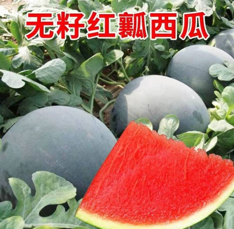 抗黑丽纯黑皮无籽红瓤西瓜种子蜡粉厚正圆型