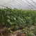 河北邯郸馆陶县黄瓜小镇直供蜜刺黄瓜