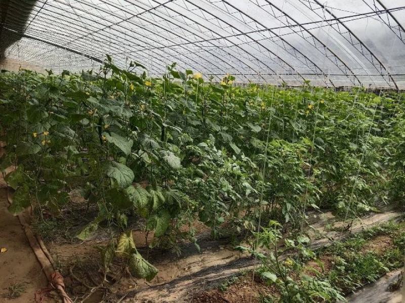 河北邯郸馆陶县黄瓜小镇直供蜜刺黄瓜