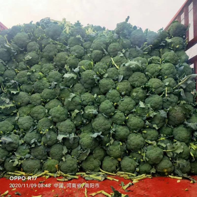 精品西蓝花，货源充足，颜色青绿，基地供应