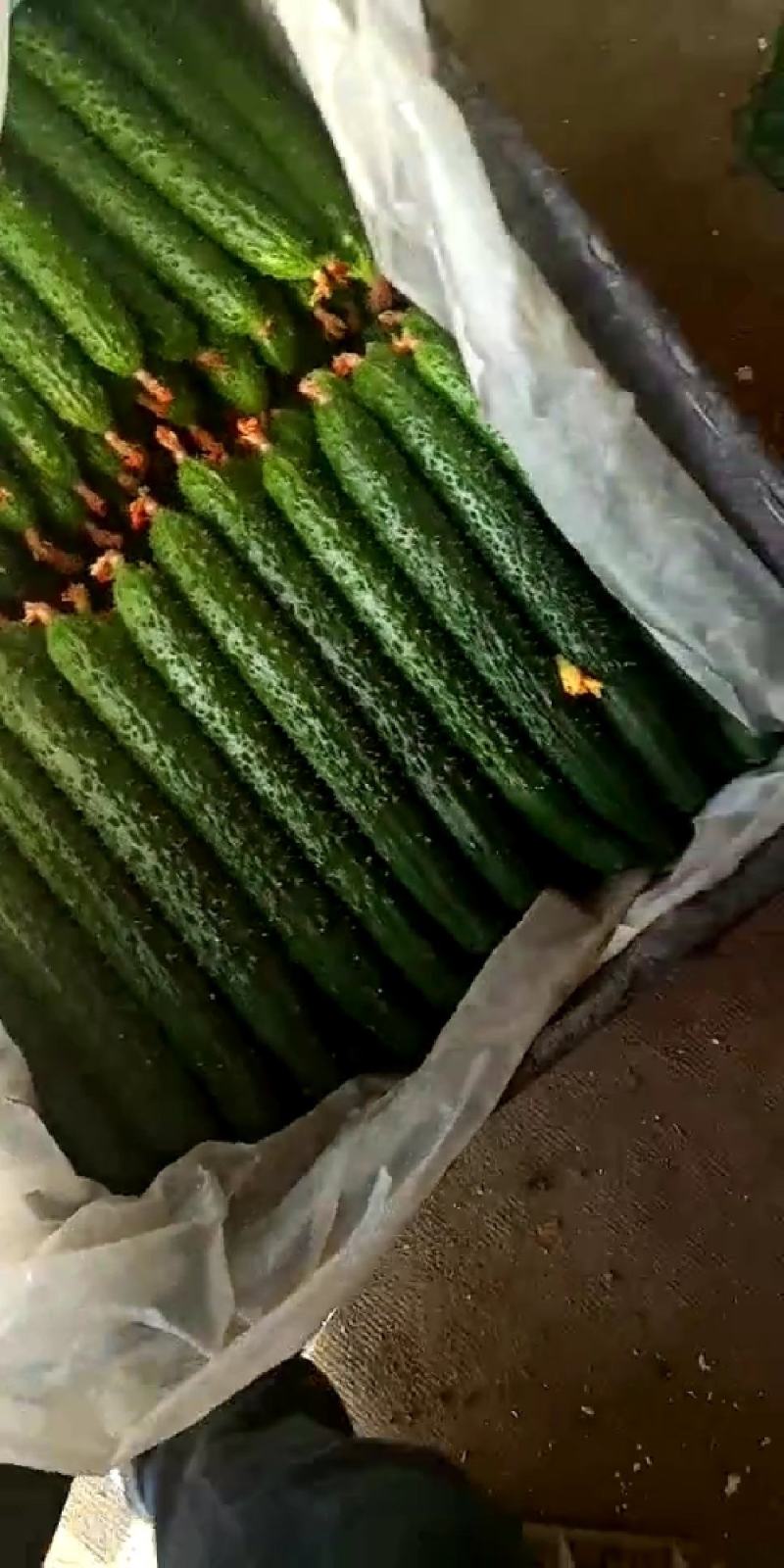 河北邯郸馆陶县黄瓜小镇直供蜜刺黄瓜
