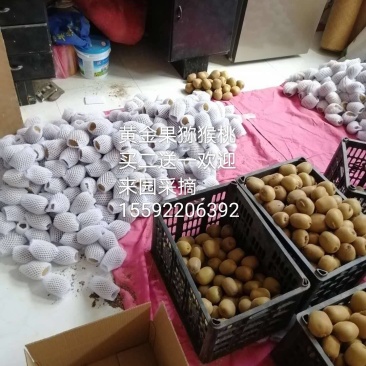 黄心猕猴桃汁多味超甜