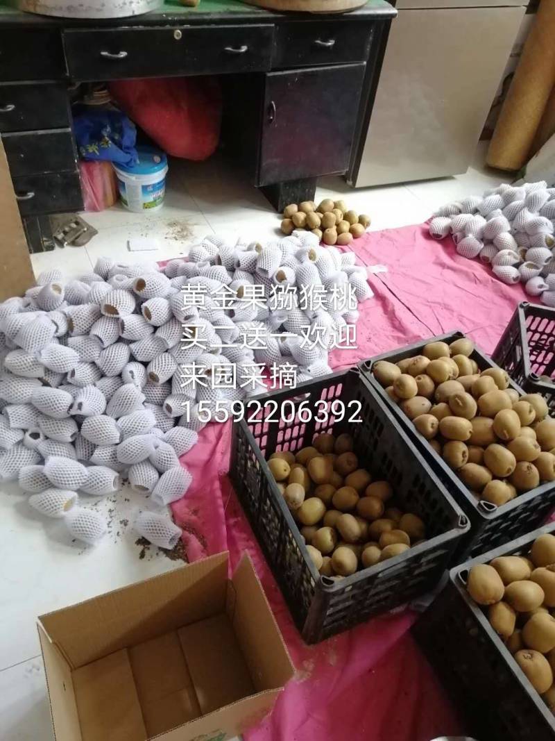 黄心猕猴桃汁多味超甜